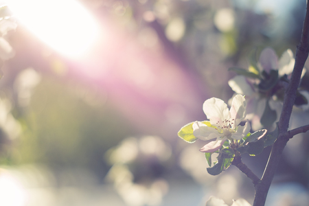 Beautiful apple tree branch with sun. Close upの写真素材