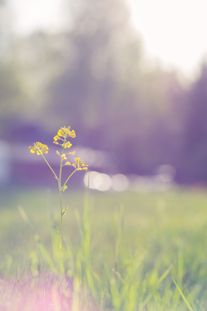 Spring background with beautiful yellow flowers. Closeupの写真素材