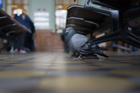 A pigeon at a train station in Saint Petersburgの写真素材