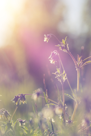 Spring background with beautiful violet flowers. Closeupの写真素材