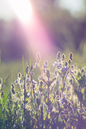 Spring background with beautiful violet flowers. Closeupの写真素材