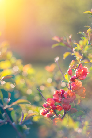 Beautiful spring flowering decorative quince. Close upの写真素材