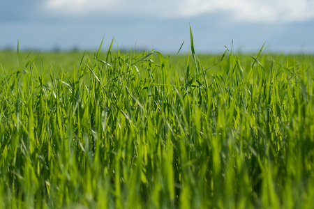 Sky and grass background, fresh green fields under the blue sky