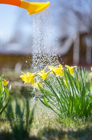 Closeup of can watering the white flowersの写真素材