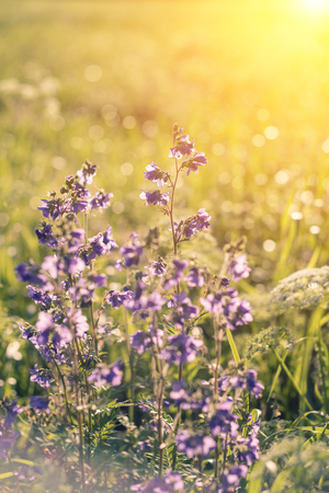 Violet, wild flowers with sunlight. Close upの写真素材