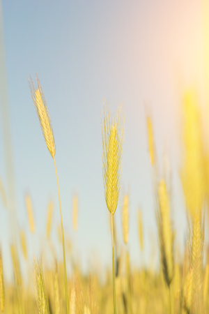 golden wheat field and sunny day. Close upの写真素材