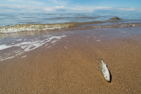 Dead fish on the beach. Water pollution concept