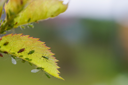 Extreme magnification - Green aphids on a plantの写真素材
