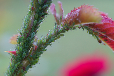 Extreme magnification - Green aphids on a plantの写真素材