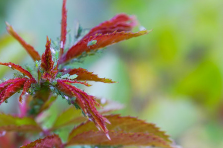Extreme magnification - Green aphids on a plantの写真素材