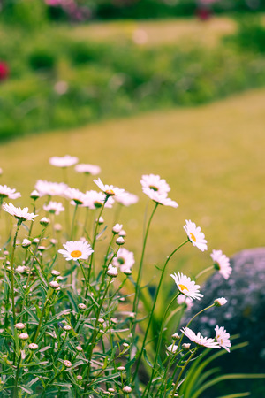 Bouquet of camomiles at sunlight. Natural cute background.の写真素材