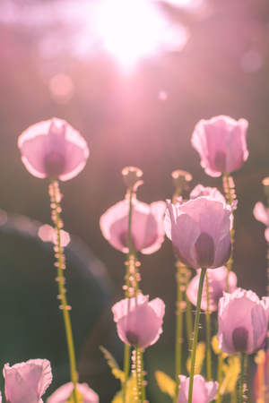 Pink poppy lightened by sunshine. Close upの写真素材