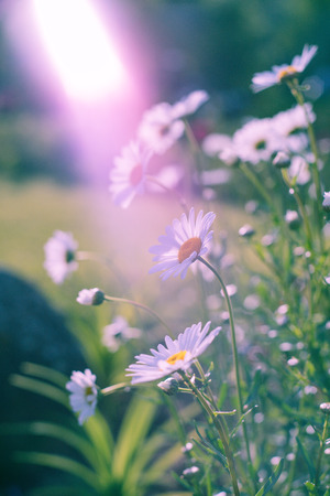 Bouquet of camomiles at sunlight. Natural cute background.の写真素材