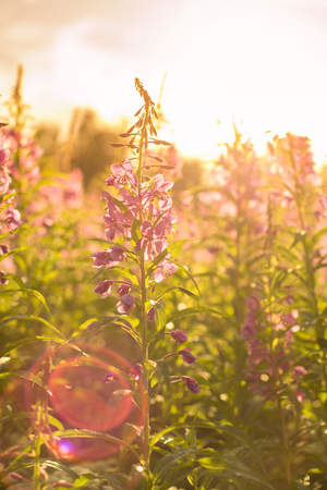Willow herb Ivan tea in the warm summer lightの写真素材