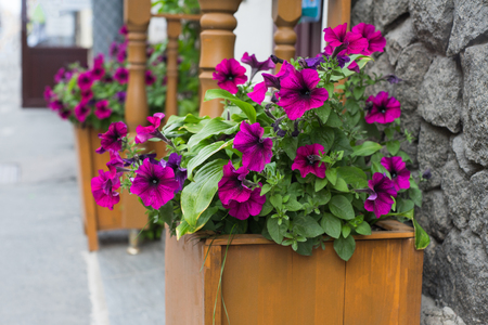 flower pot with magenta flowers hang on the streetの写真素材