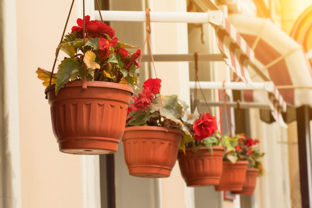 flower pot with red flowers hang on the streetの写真素材
