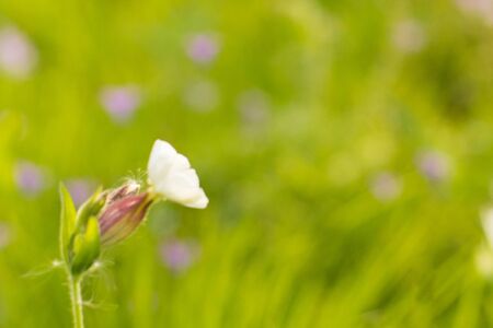 Abstract background grass with blurred flower. Close upの写真素材
