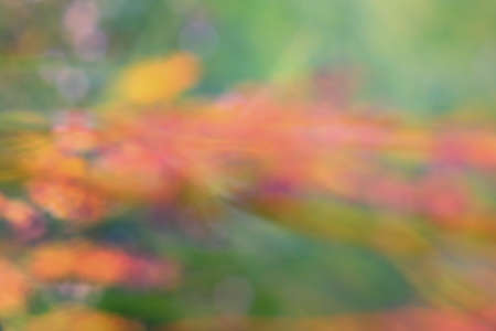Abstract natural backgrounds grass with bokeh. Closeupの写真素材