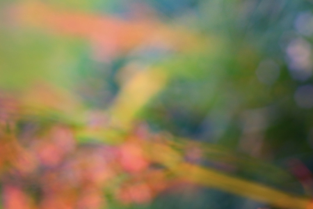Abstract natural backgrounds grass with bokeh. Closeupの写真素材