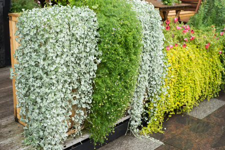 Street cafe flowers and herbs decor concept. Petunia flowers at the cafe on the streetの写真素材