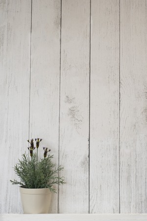 flower in a pot on a wooden wallの写真素材