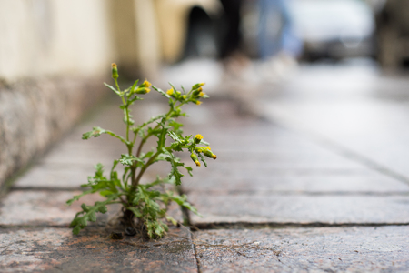 The plant, the yellow dandelion grows through the crack in the concrete, asphalt roadの写真素材