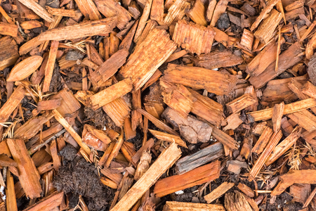 Pine tree bark chip background texture. Closeupの写真素材