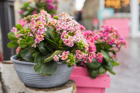 flower pot with purple flowers hang on the street.の写真素材