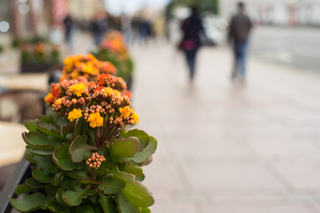 Flower pot with orange flowers hang on the street.の写真素材