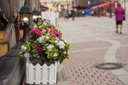 Purple petunia in a metal barrel on the street.の写真素材