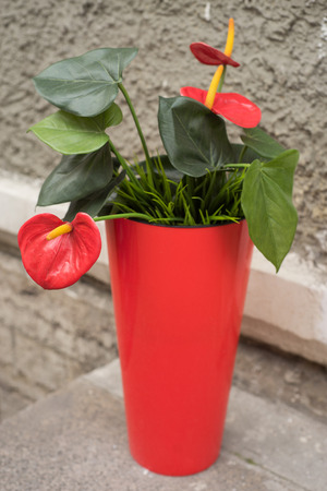 Red Anthurium flower in the street of Saint-Petersburg.の写真素材