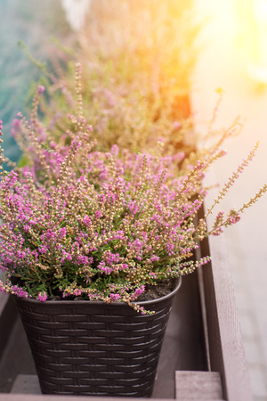 An outside basket filled with vibrant pink flowers.の写真素材