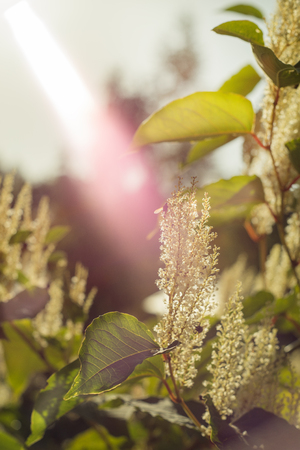 Beautiful white tree branch with sun. Close upの写真素材