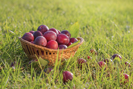 Plum harvest. Plums in the basket on the green grassの写真素材