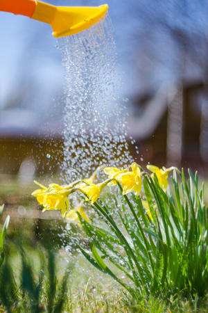 Yellow blooming daffodil with water drops. Sunny day. It rains in sunny day. Low angle. Sunshine. Sunrise. Shallow depth of field.の写真素材