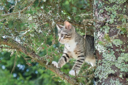 Cute cat is lying on the tree ,Little kitten on a branch ,Cute pets have three colors on a natural green background ,The eyes of mammals are lookingの写真素材