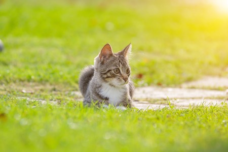 Little British kitten is walking on the green grass.の写真素材