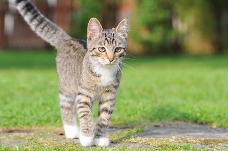 Little British kitten is walking on the green grass.の写真素材