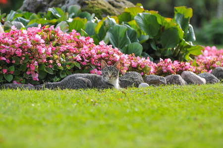 Little British kitten is walking on the green grass.の写真素材