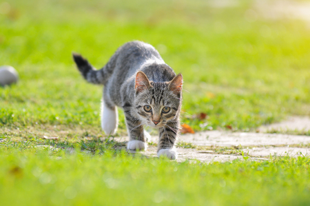 Little British kitten is walking on the green grass.の写真素材