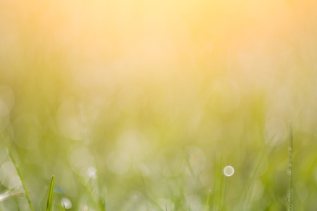 Morning landscape sunrise in the meadow, on the grass and flowers of the drops of dew.の写真素材