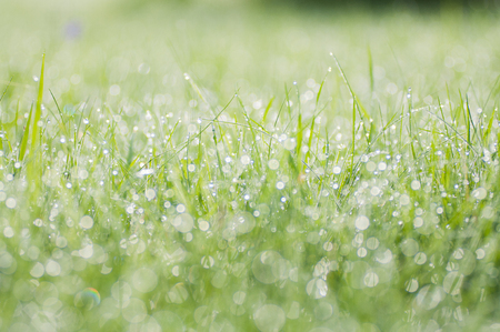 Morning landscape sunrise in the meadow, on the grass and flowers of the drops of dew.の写真素材