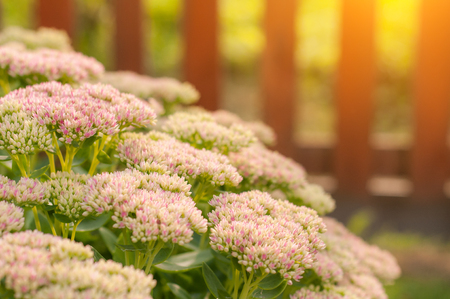 Globe amaranth flowers in the garden. Sunlight.の写真素材