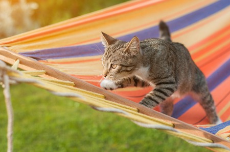 Gray cat in a colorful hammock in the garden. Sunlight.の写真素材