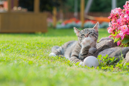 Gray cat playing with ball on the grass and licks the paw.の写真素材