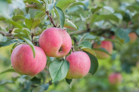 pink apples hang on a branch in the garden.の写真素材