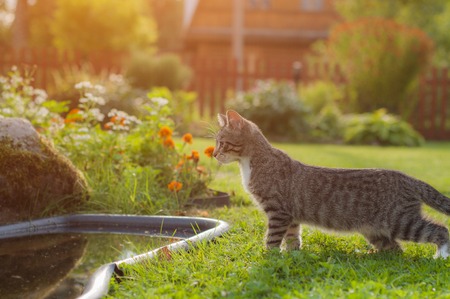 A gray cat peers into a pond in the garden. Sunlightの写真素材