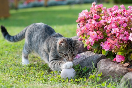 Gray cat playing with white ball on grassの写真素材