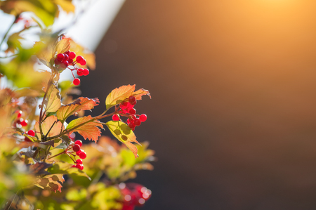 The sun shines through the viburnum berries at sunset.の写真素材