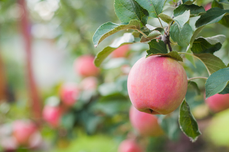 pink apples hang on a branch in the garden.の写真素材